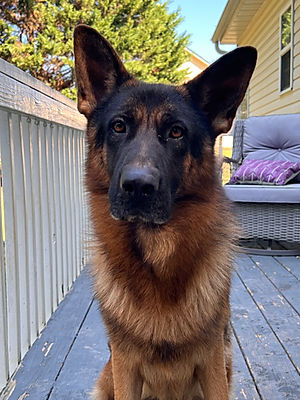 Our Sires | German Shepherds Von Schönen Träumen