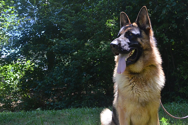 Our Sires | German Shepherds Von Schönen Träumen
