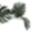 Ativo 1_edited.png