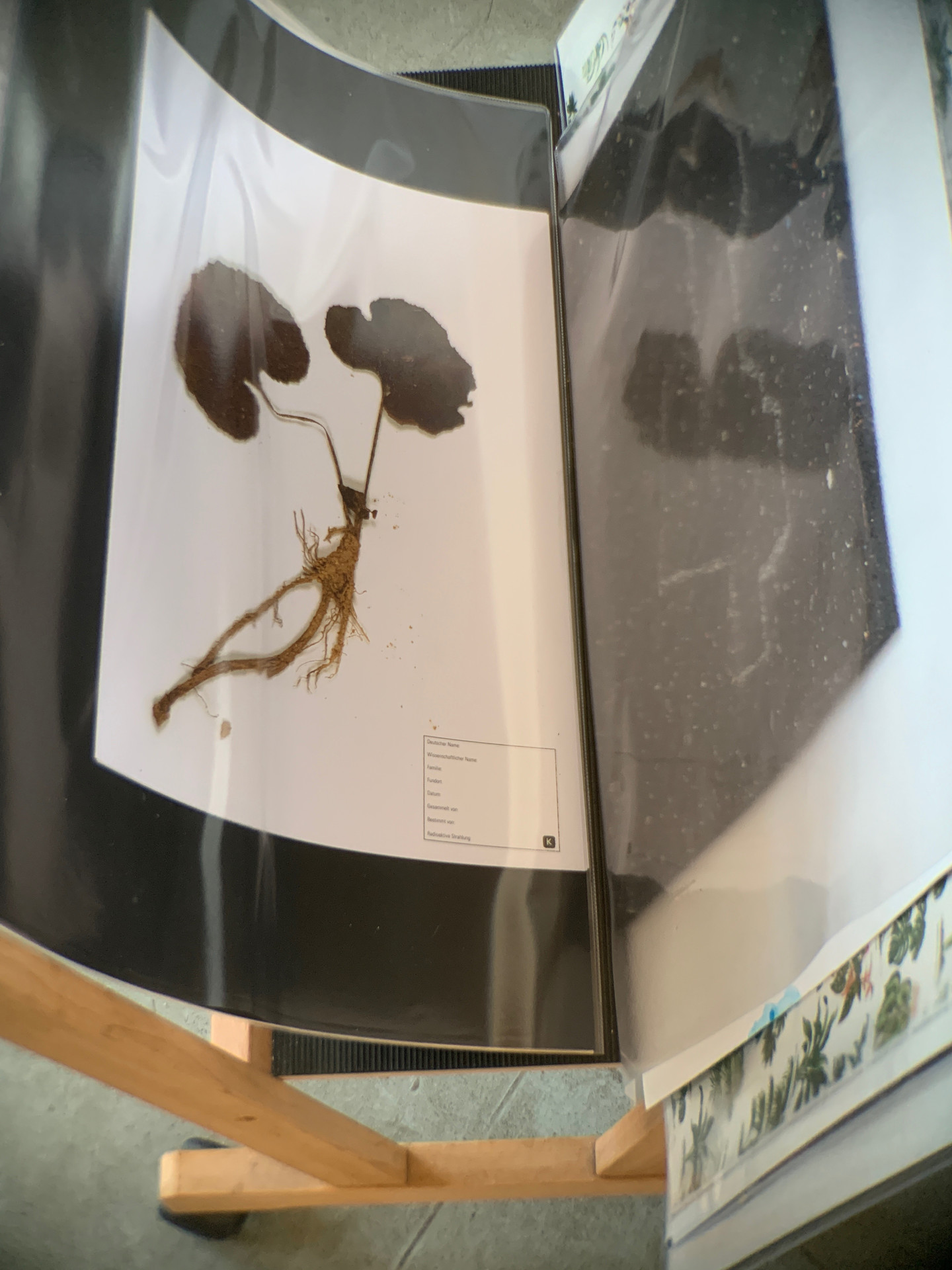 Kopien des Herbariums im Verkauf / Copies of the herbarium on sale