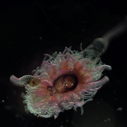Siphonophore (9).tif