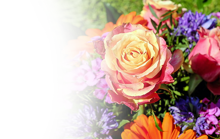 RainbowLegacyFlowersEDITwww (2).png