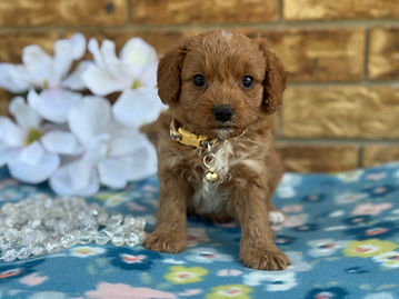 Sex: Male
Mother: Cavapoo
Father: Poodle
Anticipated Weight: 13 to 20 lbs when grown
Born:  3/4/2026        