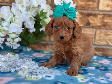  Sex: Female
Mother: Cavapoo
Father: Poodle
Anticipated Weight: 14 to 25 lbs when grown
Born:  12/30/2025         