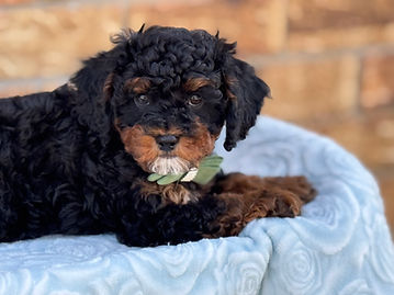 Sex: Male
Mother: Cavapoo
Father: Poodle
Anticipated Weight: 13 to 20 lbs when grown
Born: 1/18/2026