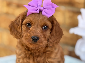 Sex: Female
Mother: Cavapoo
Father: Poodle
Anticipated Weight: 14 to 20 lbs when grown
Born: 6/30/2026