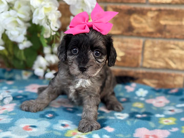  Sex:  Female
Mother: Cavalier King Charles Spaniel
Father: Poodle
Anticipated Weight: 13 to 20 lbs when grown
Born:  1/3/2026      