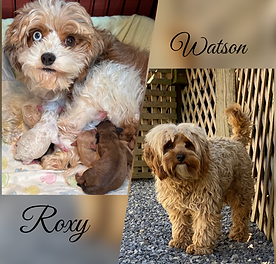 (F2) Cavapoos are the resulting of crossing two F1 Cavapoos. Typically 50% Cavalier and 50% poodle.