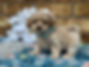 Sex: Male
Mother: ShihTzu
Father: Poodle
Anticipated Weight: 6 - 10 lbs when grown
Born: 3/25/2026