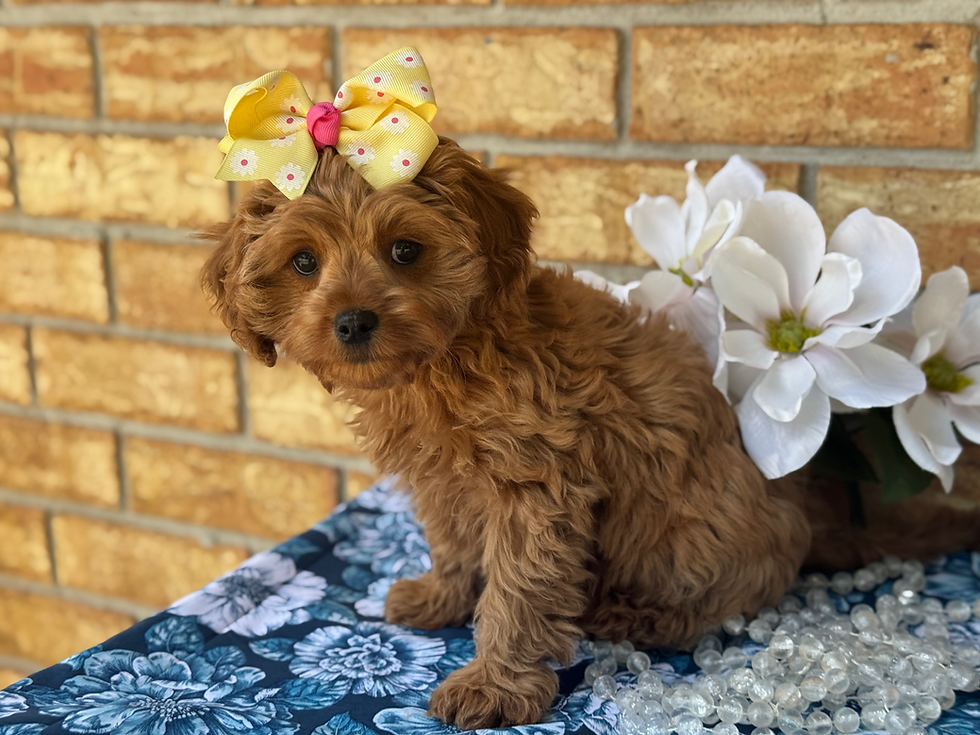 Brown's Babies Cavalier Puppy available for pickup  in Henegar, AL. Please call or click request me for Michele to reserve with a $200 deposit.