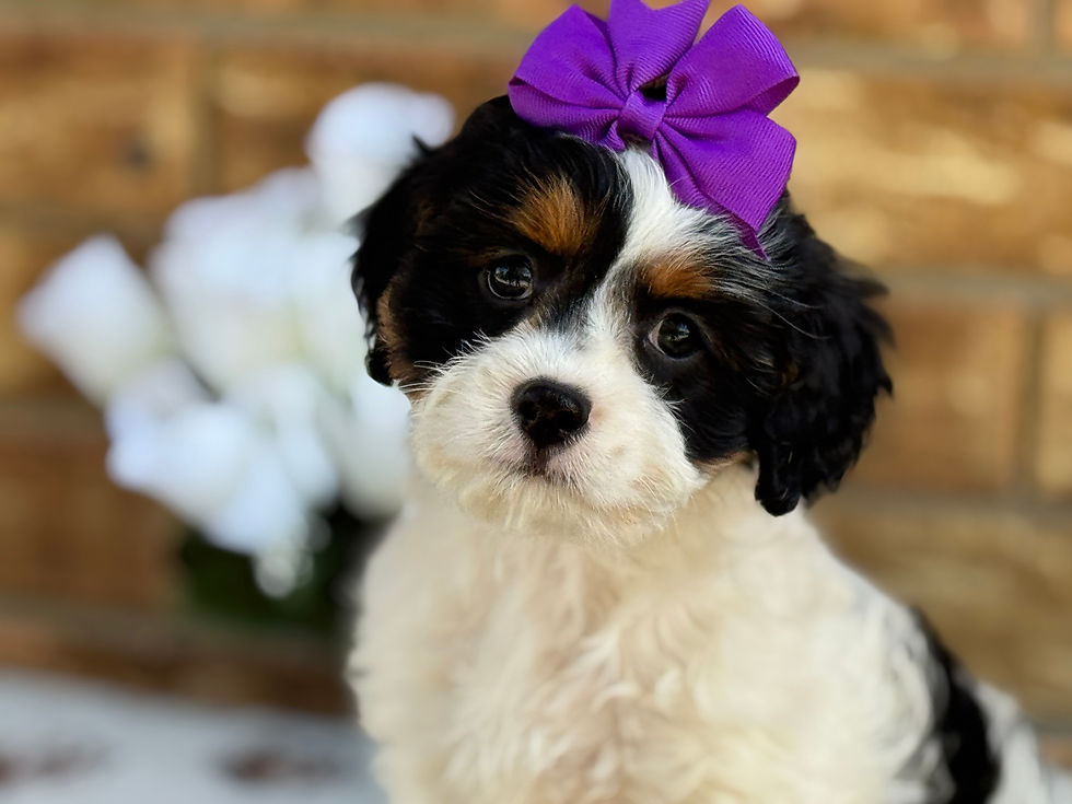 Brown's Babies Cavapoo Puppy available for pickup in Henegar, AL. Please call or click request me for Michele to reserve with a $200 deposit.