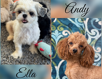 Brown's Babies ShihTzuPuppy available for pickup in Henegar, AL. Please call or click request me for Michele to reserve with a $200 deposit.