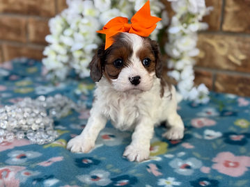  Sex:  Female
Mother: Cavalier King Charles Spaniel
Father: Poodle
Anticipated Weight: 13 to 20 lbs when grown
Born:  1/3/2026      