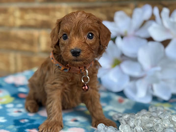  Sex: Male
Mother: Cavapoo
Father: Poodle
Anticipated Weight: 13 to 20 lbs when grown
Born:  3/4/2026        