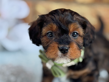 Sex: Male
Mother: Cavalier King Charles Spaniel
Father: Poodle
Anticipated Weight: 13 to 17 lbs when grown
Born: 7/5/2026
