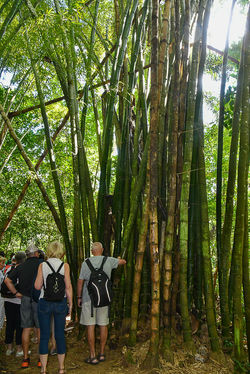 Cuba - Parc de Guanayara