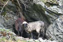 Hohe Tauern - Tauerntal