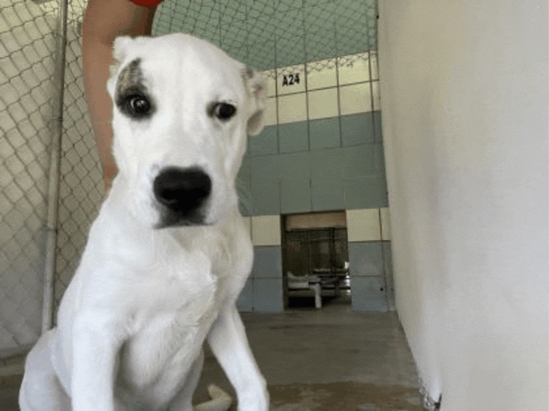 Untitled design (23).gif