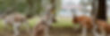 Pinnaroo-Animal-Park-Feature.jpg