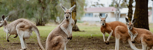 Pinnaroo-Animal-Park-Feature.jpg