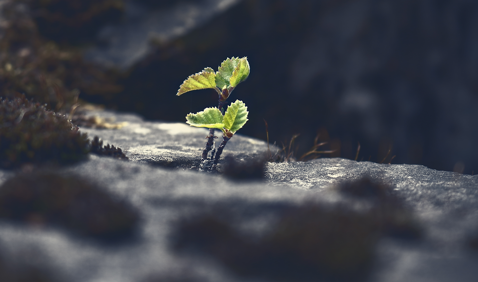 Spirit Rising | Megan Fowler | Blog Post | Reverence for Life, Reclaiming Heart and Humanity, and Developing an Internal Compass