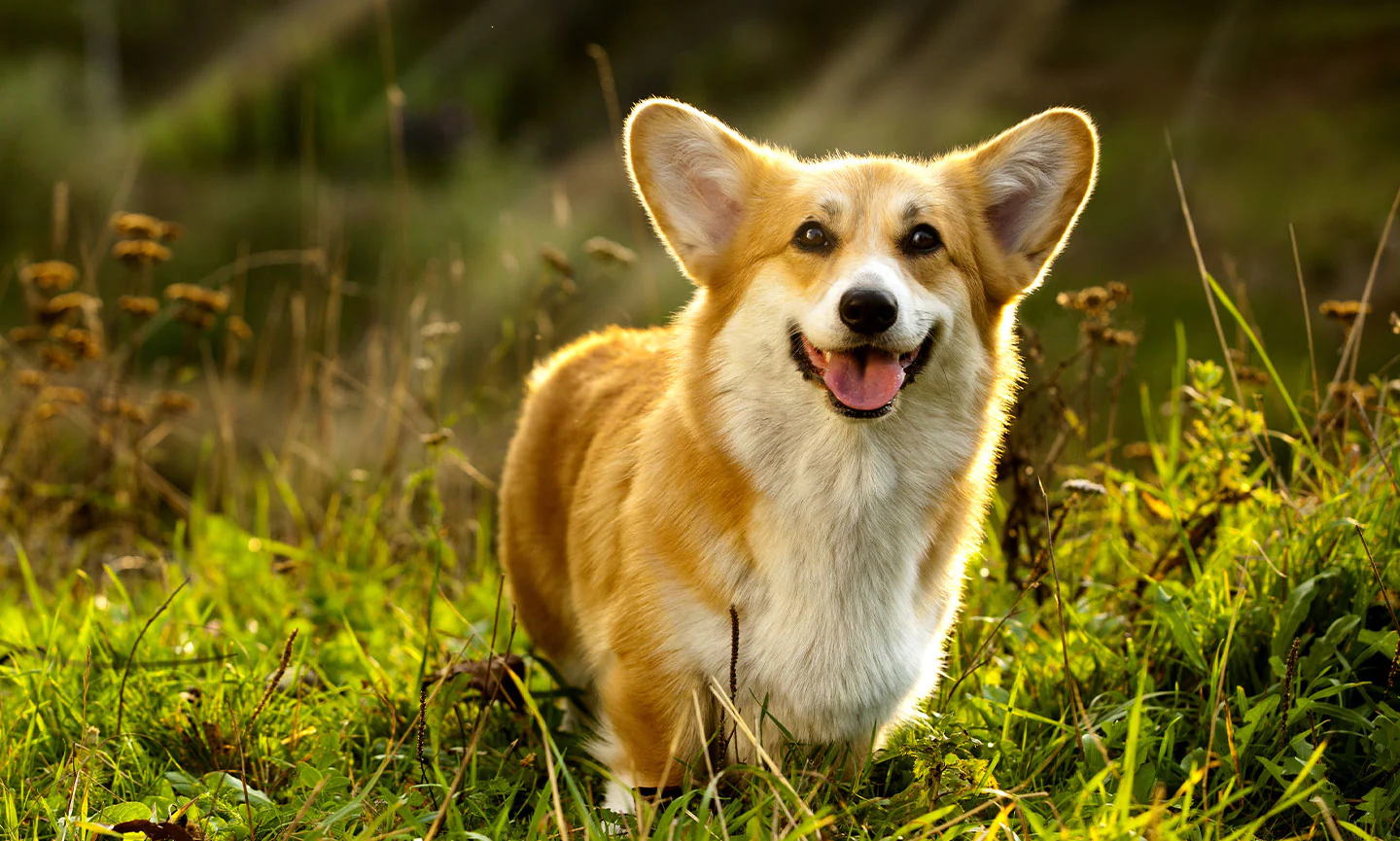 PembrokeWelshCorgi-FeaturedImage.webp