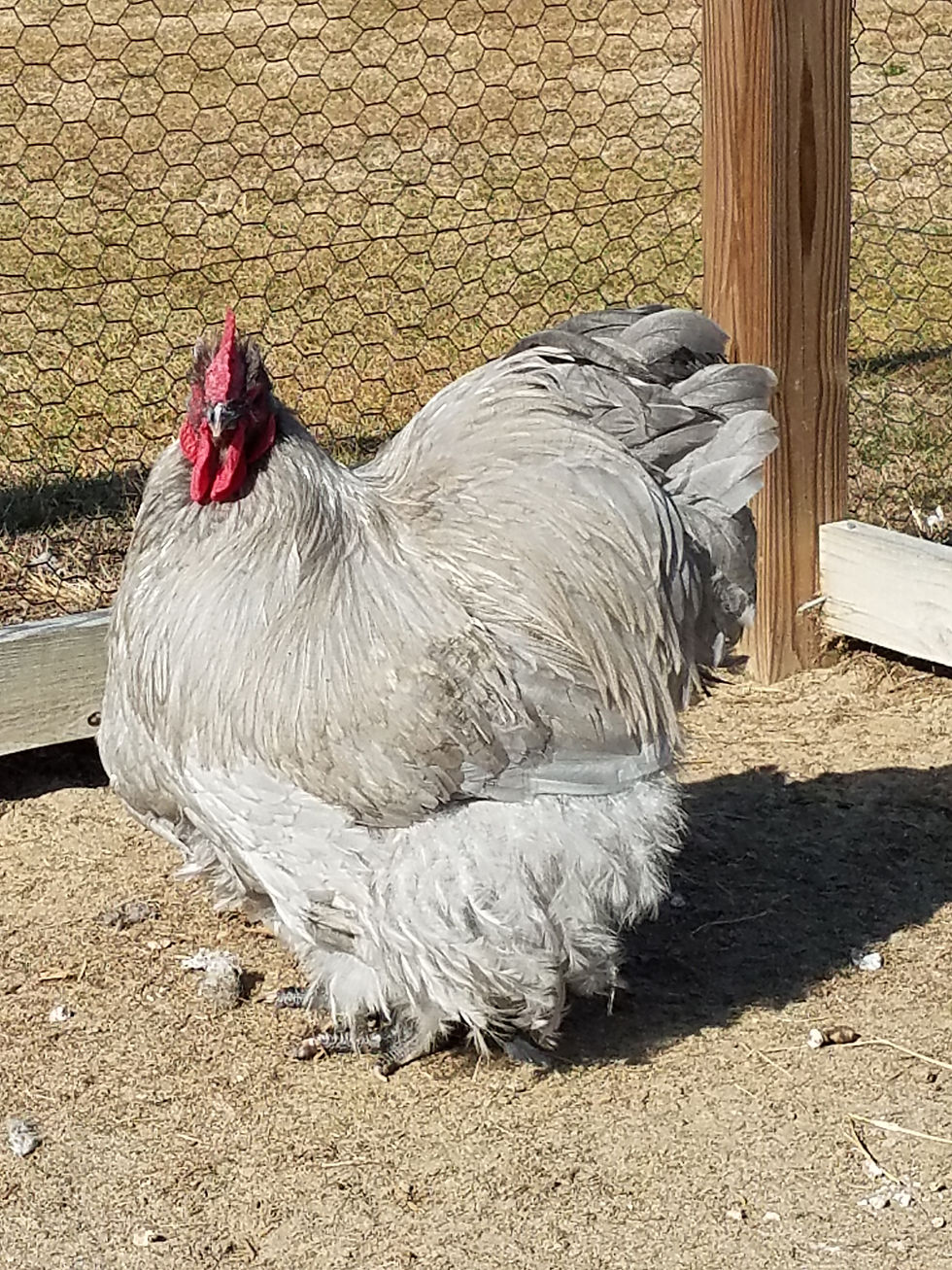 Thumbnail: Pack of 10  English Lavender Orpington Day Old Chick Straight Run