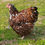 Thumbnail: 6 English  Jubilee Orpington Hatching Eggs