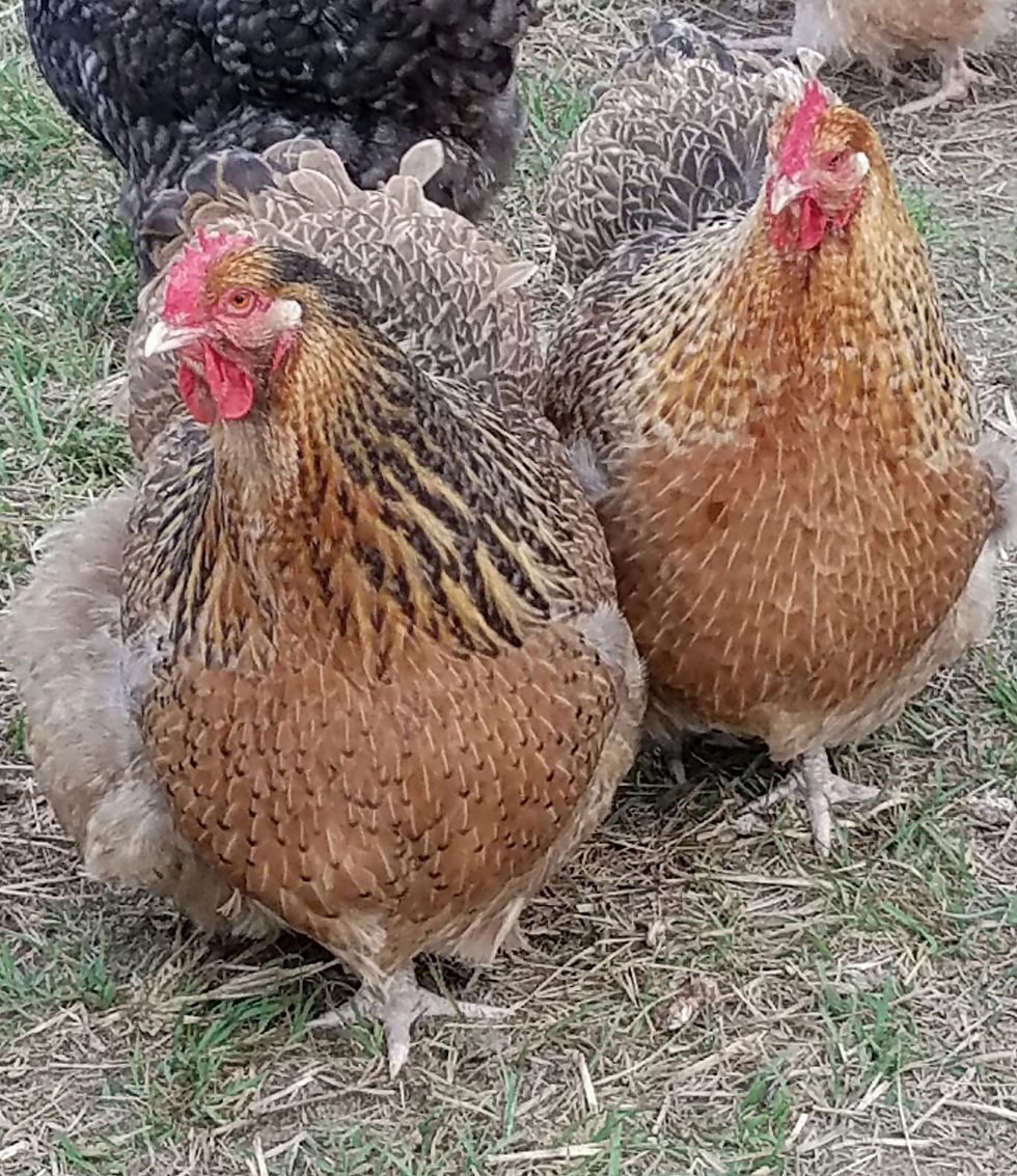 Thumbnail: English Crele Orpington Day Old Chick Straight Run