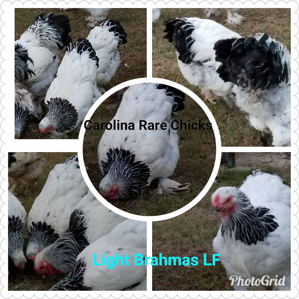 Brahma Light LF Day Old Chick Straight Run