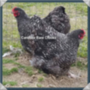 English Black Cuckoo Orpington Day Old Chick Straight Run