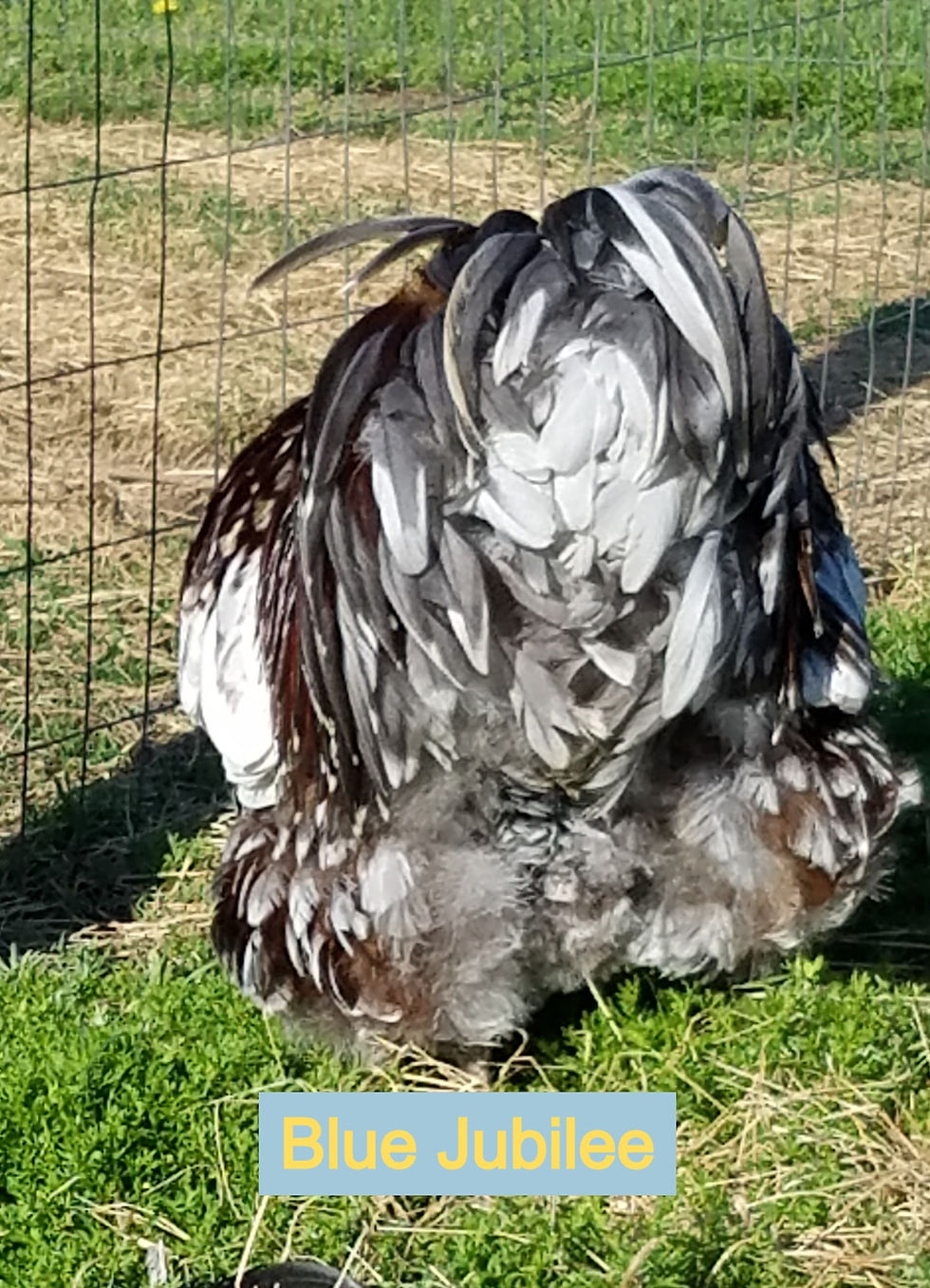 Thumbnail: English Blue/black Jubilee Orpington Day Old Chick straight run