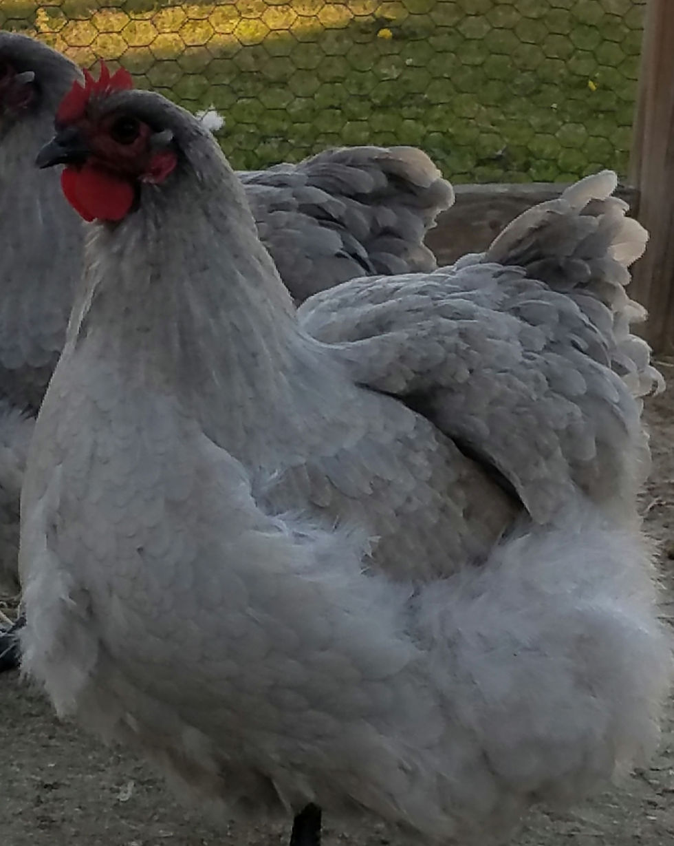 Thumbnail: Pack of 10  English Lavender Orpington Day Old Chick Straight Run