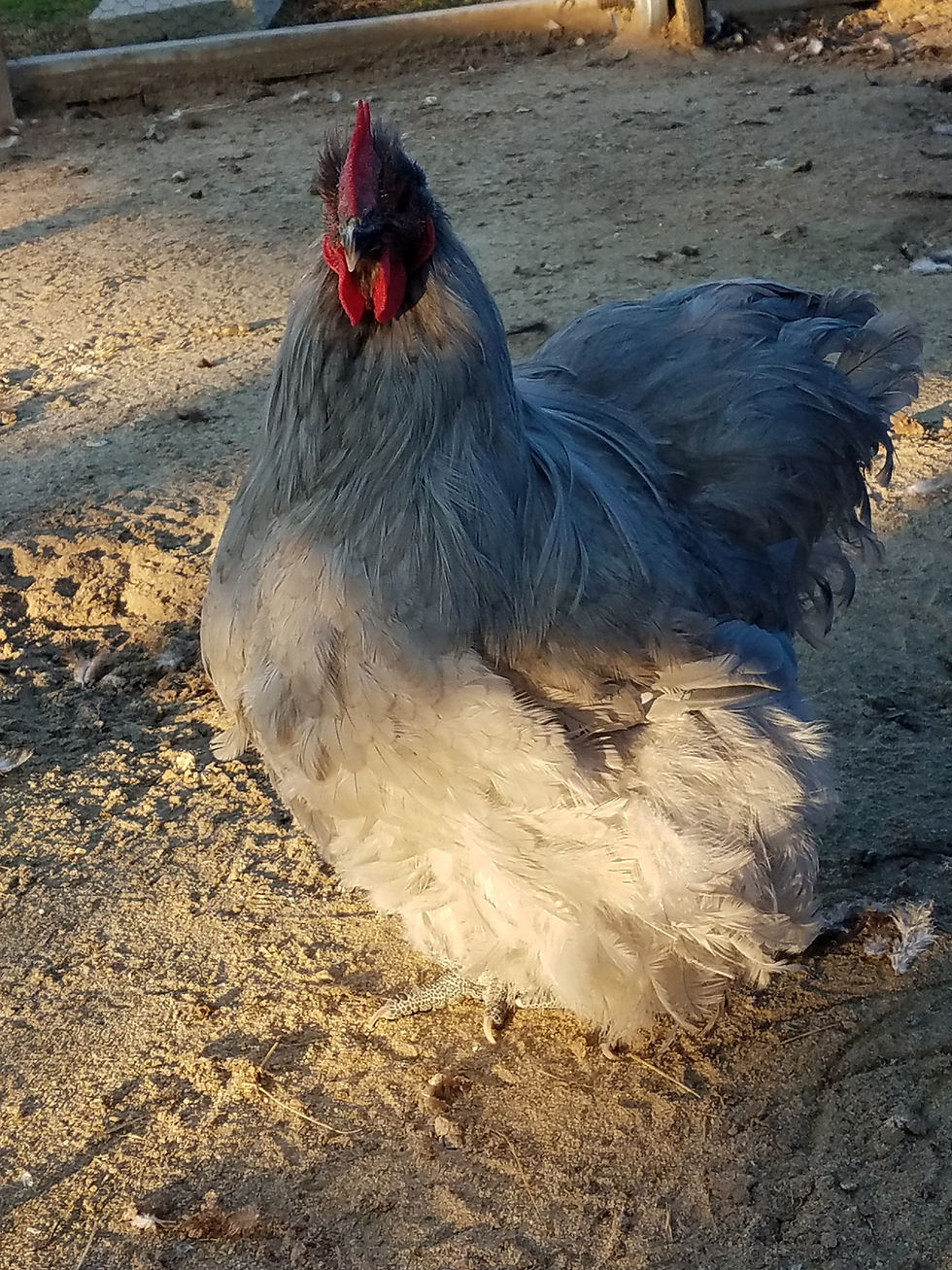 Thumbnail: Pack of 10  English Lavender Orpington Day Old Chick Straight Run