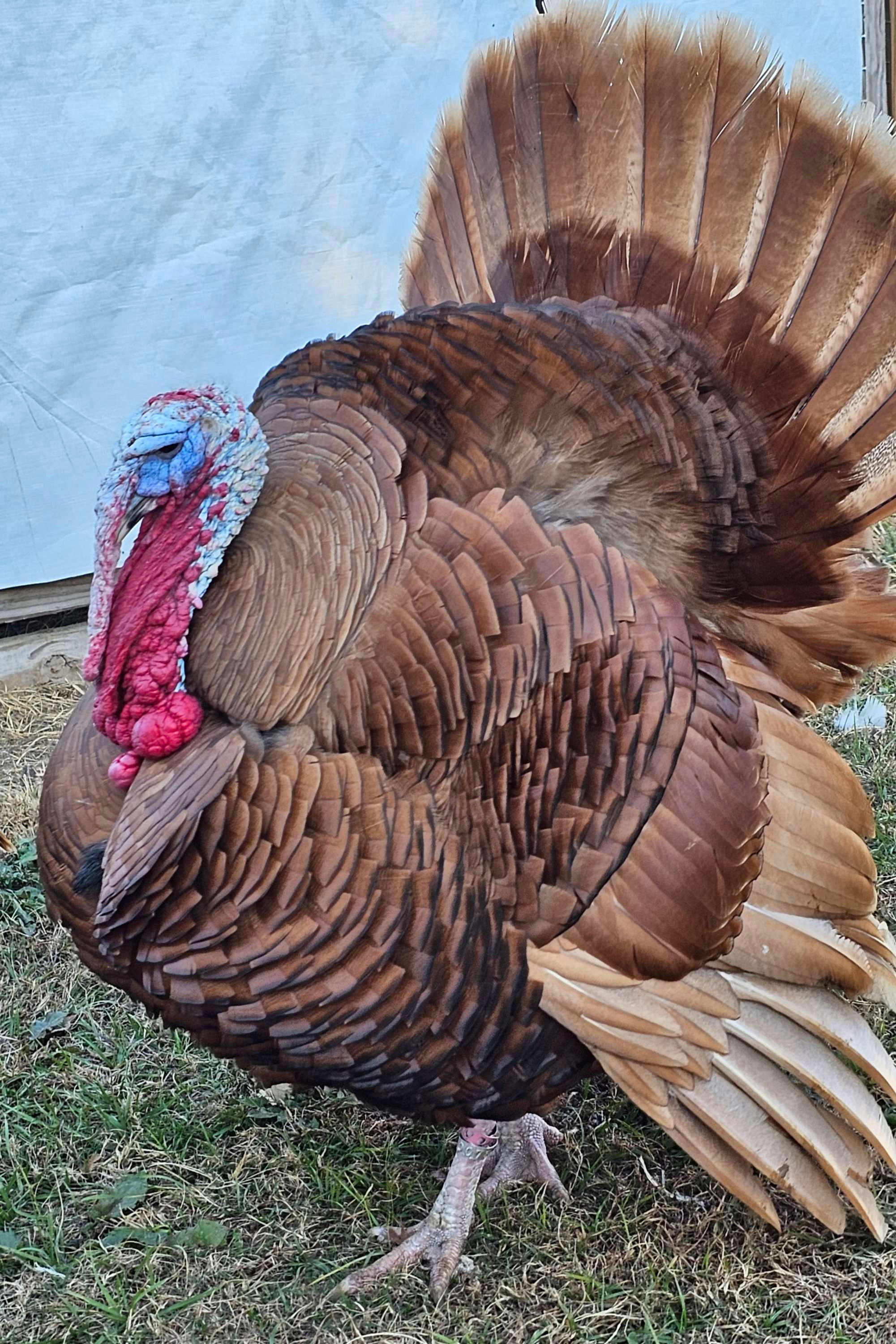 Turkey Regal Red  Day Old Poult straight run