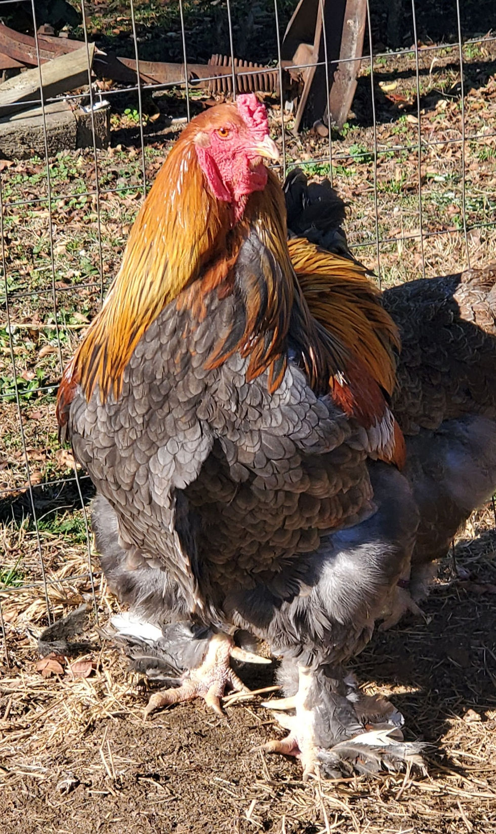 Thumbnail: 6 Brahma Blue/Black/Splash  Partridge Hatching Eggs