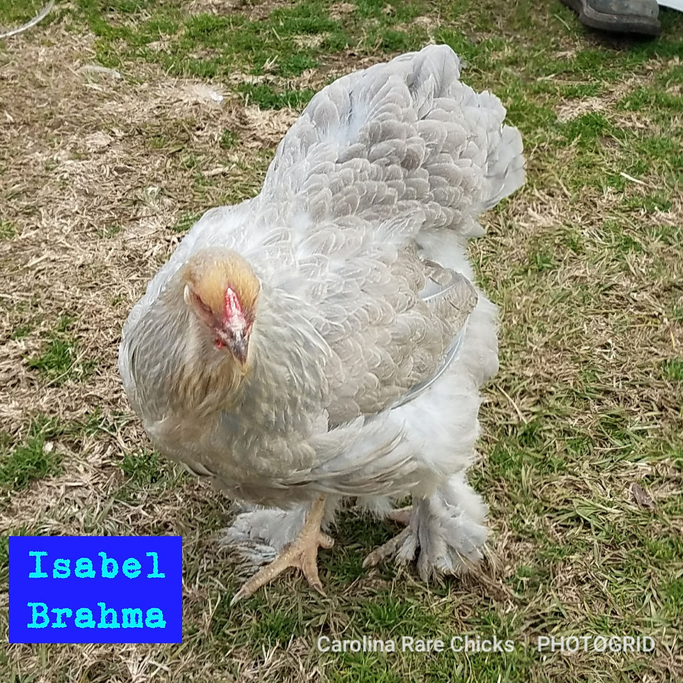 Thumbnail: Brahma Isabel  Day Old Chick Straight Run