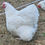 Thumbnail: 6 English White Orpington Hatching Eggs