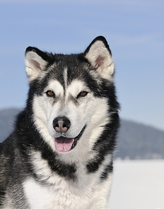 shutterstock_57206575.jpg