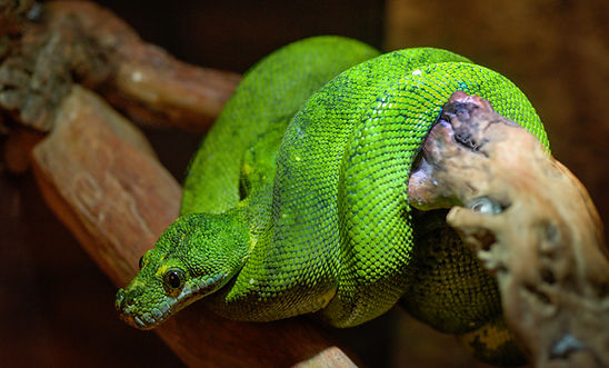 Fish and Wildlife, Snake, Snakeskin, Exotic