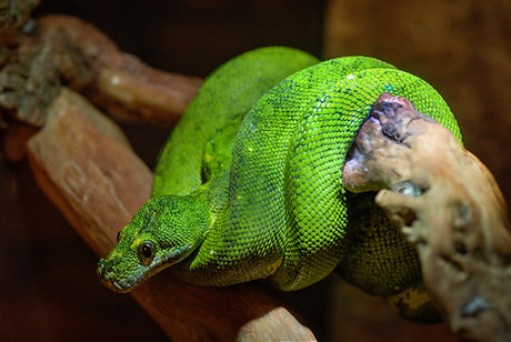 Bright Snake