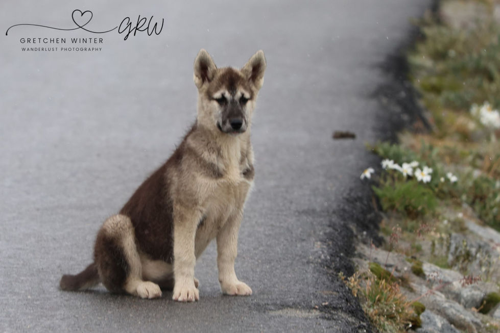 Greenland Sled Dogs 17