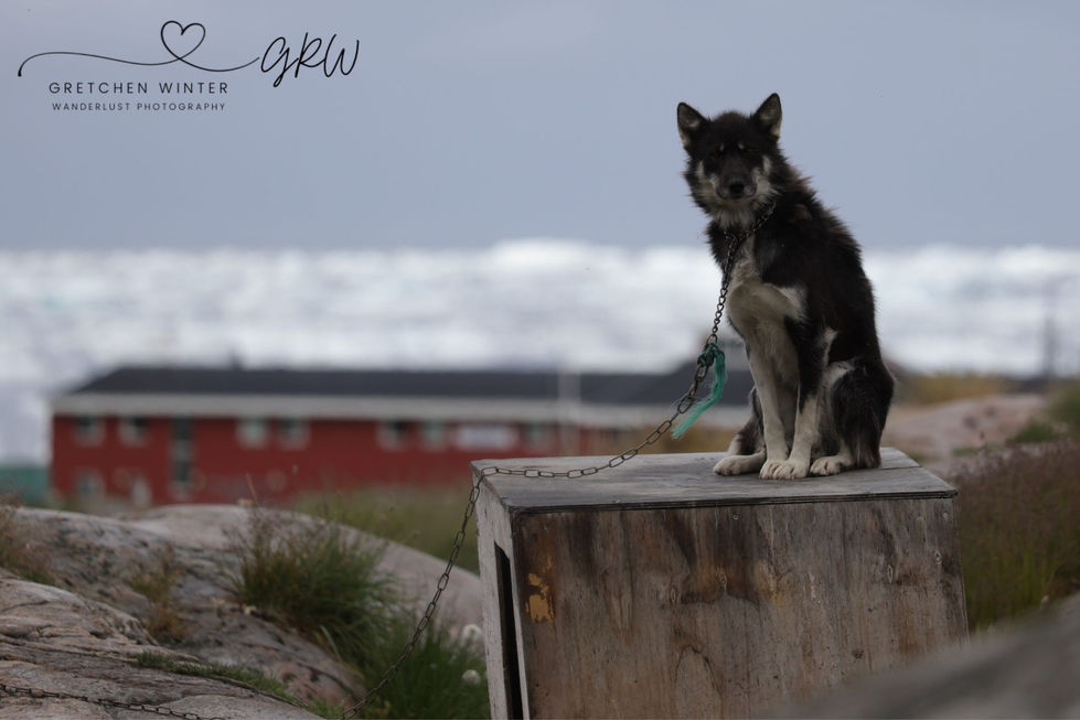 Greenland Sled Dogs 30