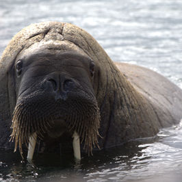 Svalbard