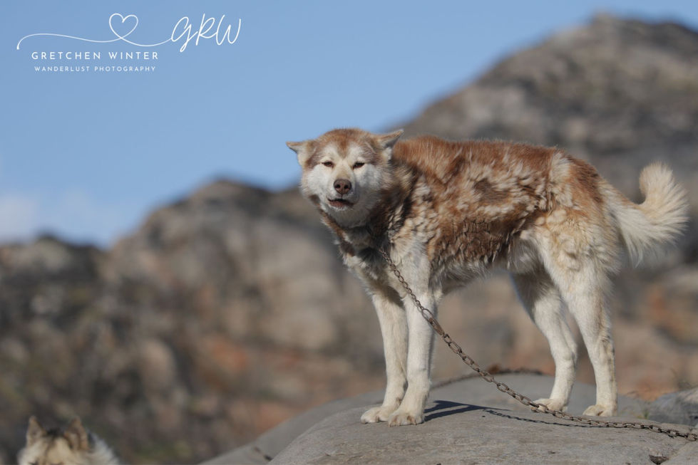 Greenland Sled Dogs 42