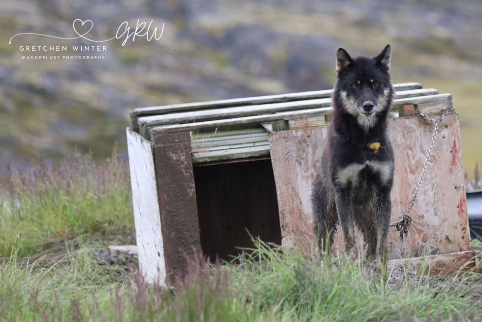 Greenland Sled Dogs 23