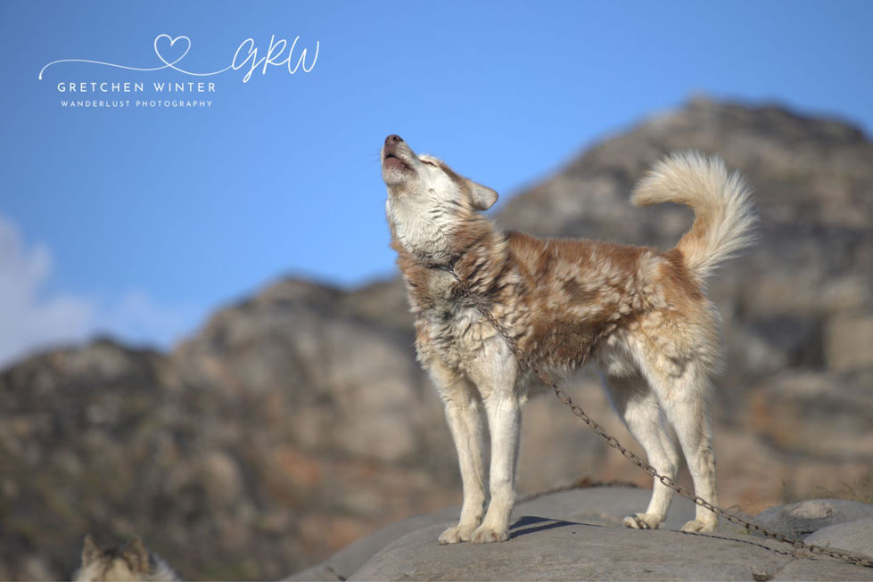 Greenland Sled Dogs 2