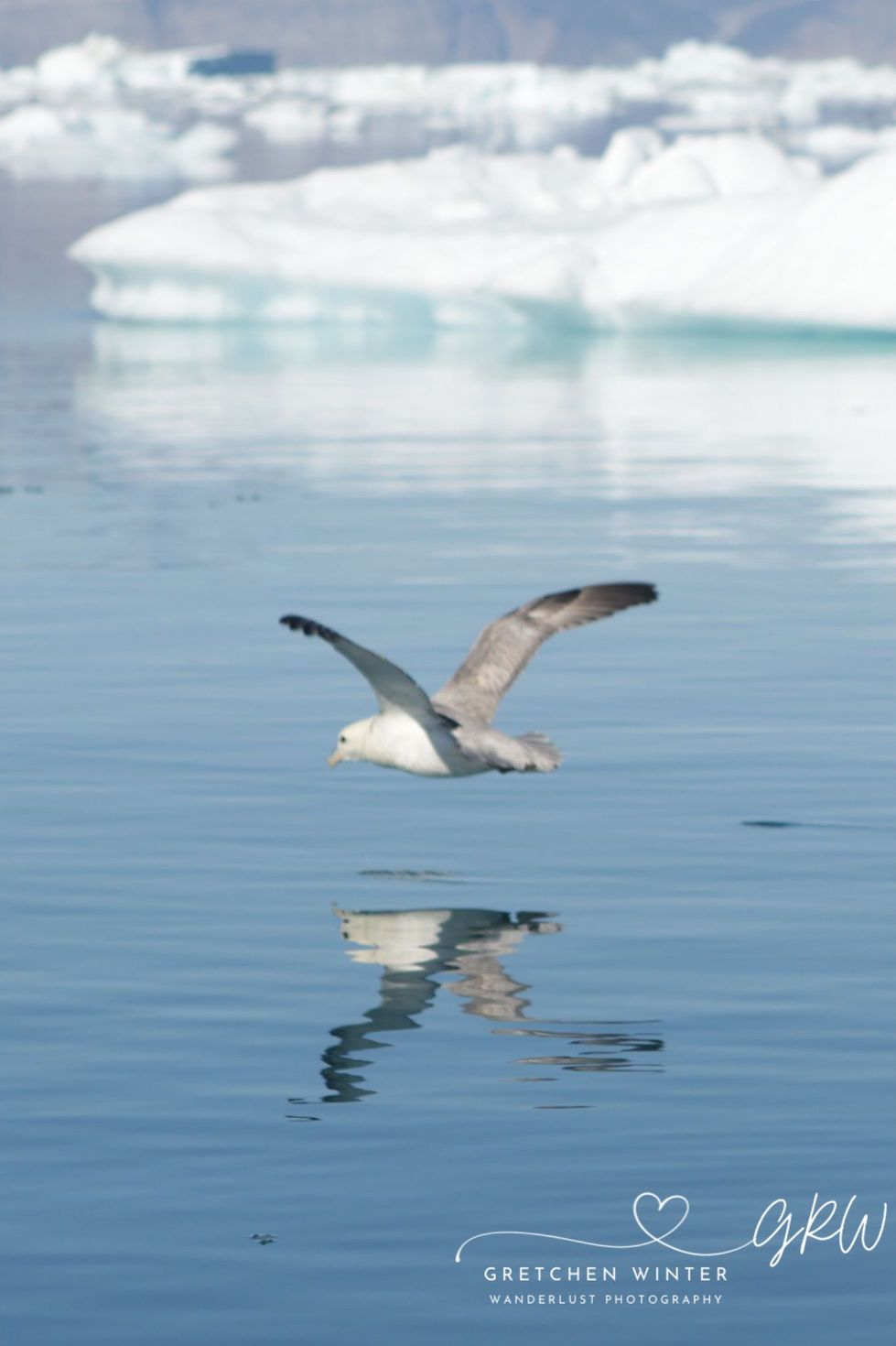 Greenland Birds 2