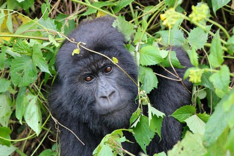 Rwanda