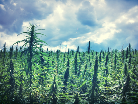 Hemp For Victory?